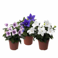 Платікодон мікс купить