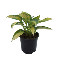 Хоста мікс купить