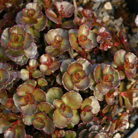 Седум (Очиток) купить