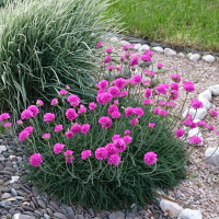 Армерія приморська купить