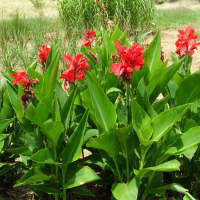 Канна купить