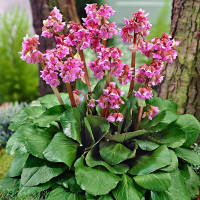 Бергенія кордифолія (Бадан) купить