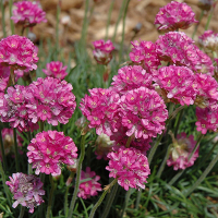 Армерия приморская (розовая) купить