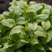 Мелисса купить