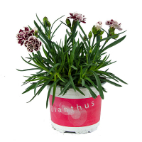 Діантус Oscar Cherry купить