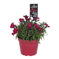 Диантус Pental купить