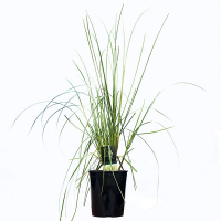 Кортадерія, пампасна трава купить