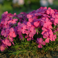 Флокс мікс купить