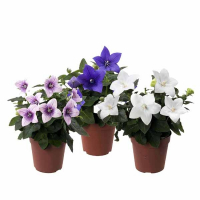 Платикодон великоквітковий купить