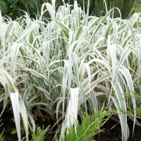 Арундо чортяний купить