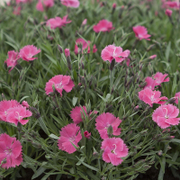 Діантус Dianturi Twinkle купить