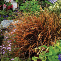 Осока (Карекс) цегляна купить