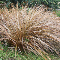 Осока (Карекс) власоподібна Bronze Form купить