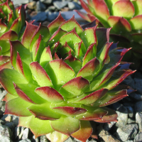 Семпервівум купить