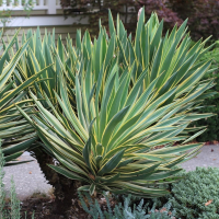 Юкка глориоза пестролистная купить