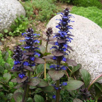 Аюга (Живучка) купить