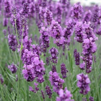 Лаванда вузьколиста купить