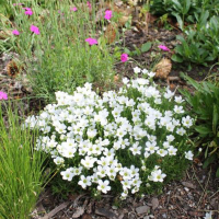 Аренарія гірська купить