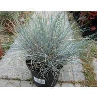 Фестука (Вівсяниця) купить