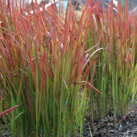 Імперата циліндрична Ред Барон купить