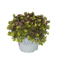 Седум (Очиток) мікс купить