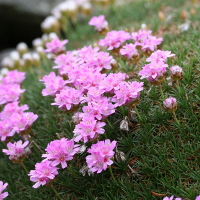 Армерія дерніста New Zealand Form купить