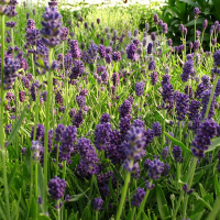 Лаванда узколистная Ellagance Purple купить