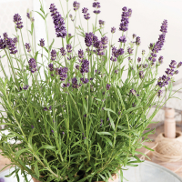 Лаванда узколистная Valence Dark Violet купить