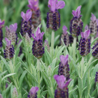 Лаванда стехадська Ellagance Purple купить