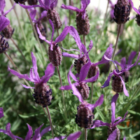 Лаванда Стехадська Pedunculata купить