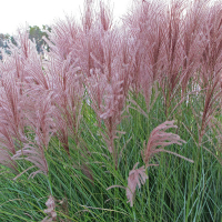 Міскантус китайський Грацилімус купить