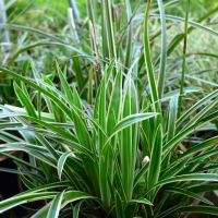 Осока (Карекс) Морроу Айс Данс купить