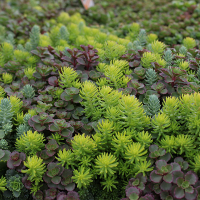 Седум (Очиток) мікс купить