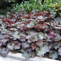 Гейхера дрібноквіткова Палас Перпл купить