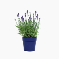 Лаванда узколистная Felice купить