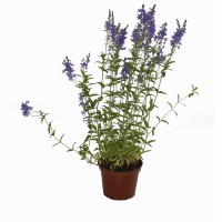 Лаванда вузьколиста купить