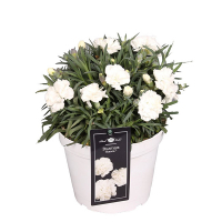 Діантус Bianca купить