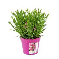 Диантус Pink Kisses купить