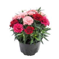 Діантус мікс купить