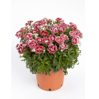 Діантус Maria Carmela купить