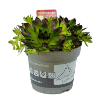 Семпервівум мікс купить