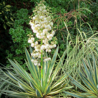 Юкка глоріозу ряболиста купить
