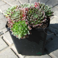 Ґрунтопокривні мікс купить