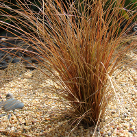 Осока (Карекс) Буханана купить