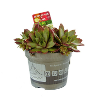 Ґрунтопокривні мікс купить