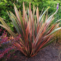 Форміум мікс купить