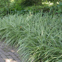 Карекс (Осока) Морроу Everglow купить