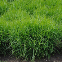 Осока (Карекс) купить