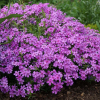 Флокс шиловидный купить