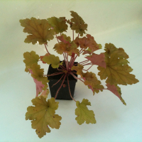 Гейхера BIG купить